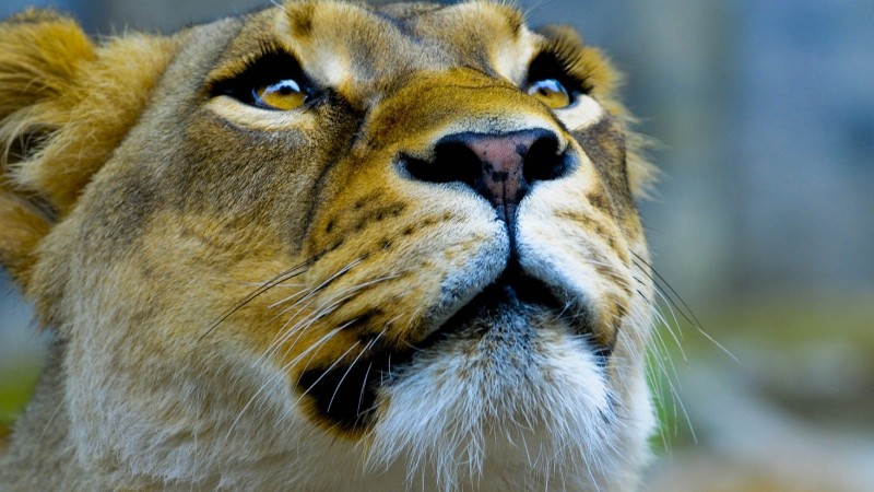 Λιοντάρι προσπαθεί να φάει μωρό, ζωντανά στην τηλεόραση! (Video) - Media