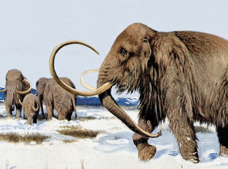 Ανακαλύφθηκε η αιτία εξαφάνισης των μαμούθ - Media