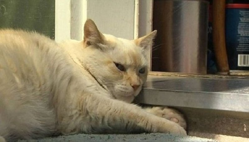 Γάτα επιτέθηκε σε 7 πίτμπουλ και έστειλε την ιδιοκτήτη τους στο νοσοκομείο! (Photos)  - Media
