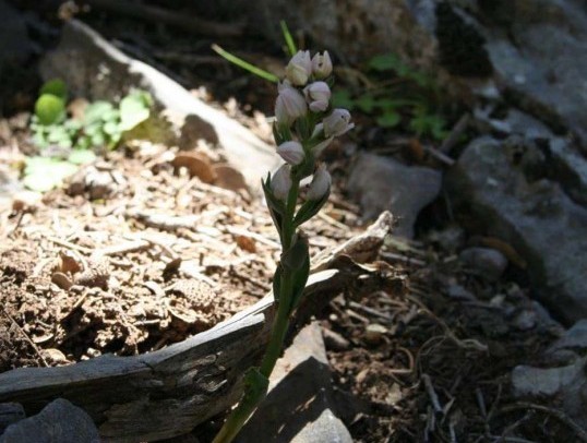Αυτή είναι η σπάνια ορχιδέα που υπάρχει μόνο στην Κρήτη (Photos) - Media
