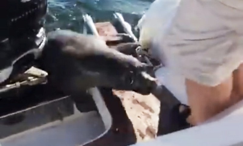 Δείτε πως ξέφυγε αυτή η φώκια από τρεις φάλαινες-δολοφόνους (Video)  - Media
