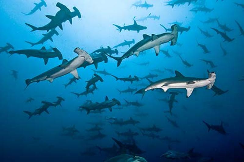 Οι σφυροκέφαλοι καρχαρίες κολυμπούν όπως οι τεμπέληδες άνθρωποι - Media