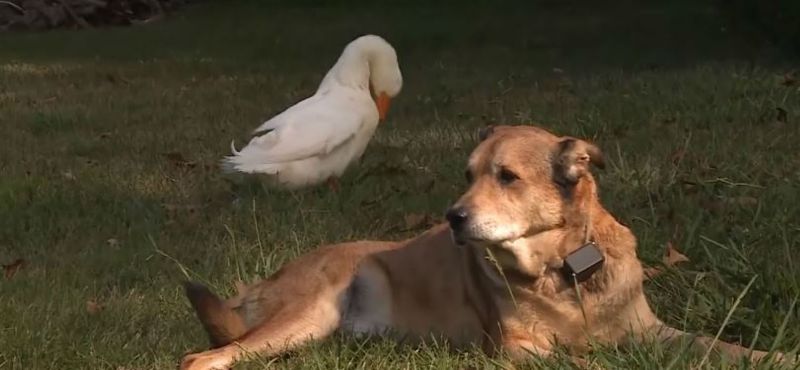 Μοναδική ιστορία: Πάπια βοηθάει σκύλο να ξεπεράσει την κατάθλιψη (Photos- Video) - Media