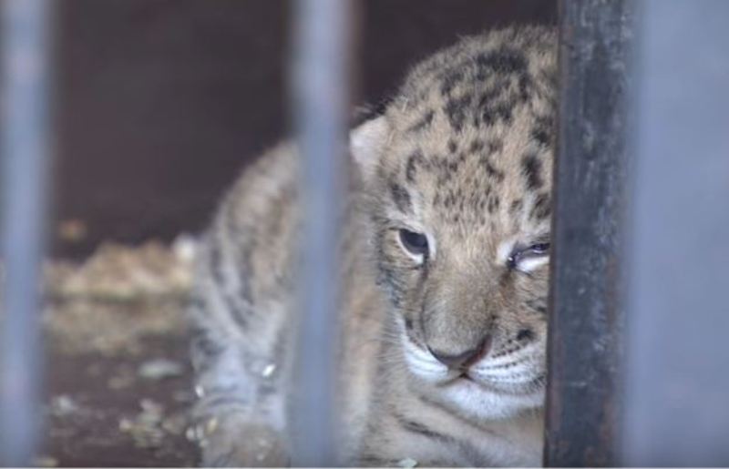 Σπάνιο υβριδιο λιονταριού και τίγρης γεννήθηκε στη Ρωσία  (Video) - Media