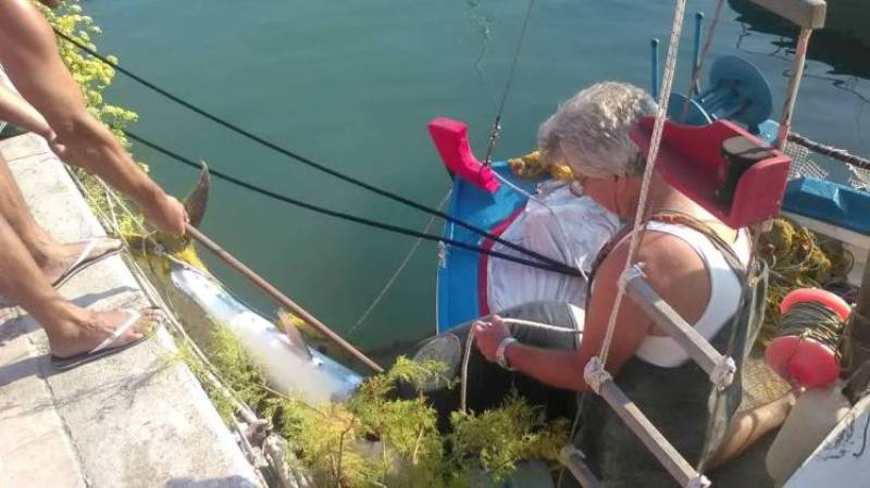 Ψαριά 220 κιλών στην Κεφαλονιά - Δείτε τι έπιασαν (Photos) - Media