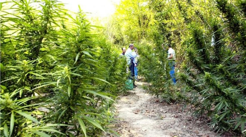 Καλαμάτα: Η χασισοφυτεία ήταν δίπλα στην… Αστυνομική Διεύθυνση Μεσσηνίας - Media