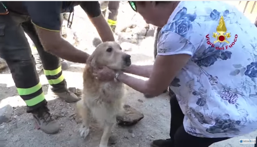 Το σκυλάκι που άντεξε 9 ημέρες στα συντρίμμια - Πως σώθηκε από τον φονικό σεισμό στην Ιταλία (Video) - Media