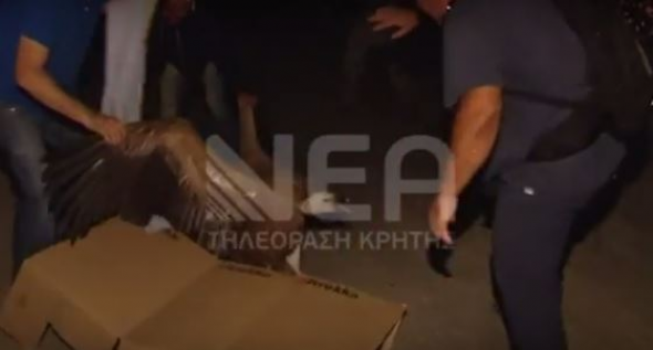 Γύπας αναστάτωσε τα Χανιά (Video) - Media