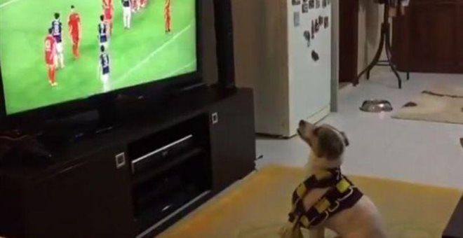 Ο σκύλος - «οπαδός» που πανηγυρίζει έξαλλα τα γκολ της ομάδας «του» (Video) - Media