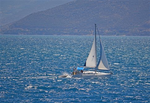 Δυστύχημα σε ιστιοφόρο στον Αργοσαρωνικό - Θύμα 22χρονος ναύτης - Media