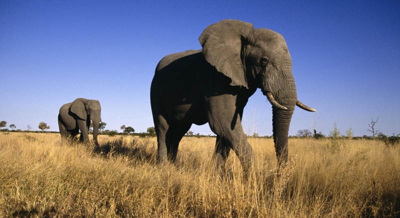«Καμπανάκι» από επιστήμονες: Προς εξαφάνιση οι αφρικανικοί ελέφαντες - Media