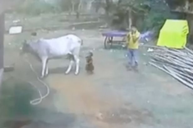Αγοράκι μαθαίνει με επίπονο τρόπο ότι δεν παίζουν με την ουρά της αγελάδας (Video) - Media