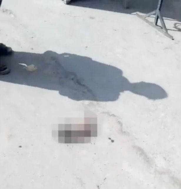 Ένα σκυλί «κουβαλούσε» ένα νεκρό μωρό στο στόμα του (Πολύ Σκληρές Εικόνες) - Media