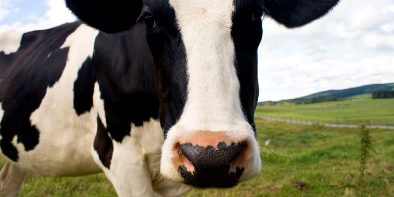 Η μητέρα Φύση έχει βάλει στο… στόχαστρο τα ζώα: Κεραυνός σκοτώνει 19 αγελάδες (Photo) - Media