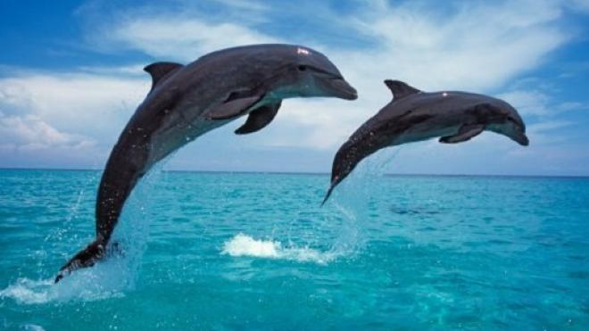 Εντυπωσιακό βίντεο: Δελφίνια στην παραλία της Ακράτας  - Media
