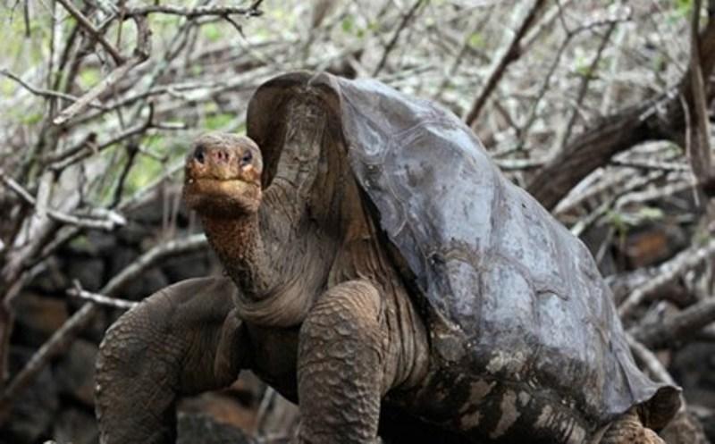 Αυτή η σεξομανής χελώνα έσωσε το είδος της από την εξαφάνιση (Photos) - Media