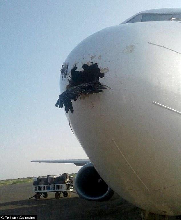 Αετός «καρφώθηκε» στη μύτη αεροσκάφους (Photo) - Media