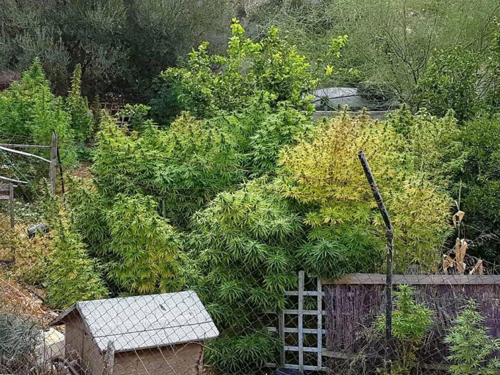 Καλλιεργούσε 73 δενδρύλλια κάνναβης σε νυχτερινό μαγαζί γνωστού τραγουδιστή - Σκόπευε να βγάλει 200.000 ευρώ (Photos) - Media