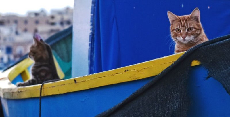 Ξεχάστε ότι ξέρατε: Οι γάτες ήταν οι πρώτοι «κατακτητές» του κόσμου  - Media