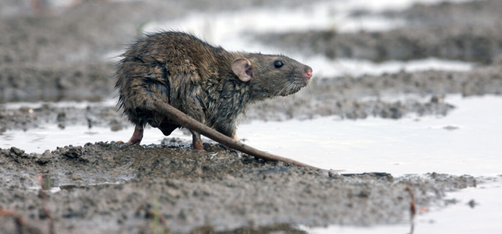 Αμαλιάδα: Εξηνταοκτάχρονος έχασε τη ζωή του από δάγκωμα ποντικού  - Media
