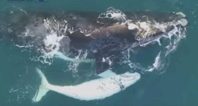Εξαιρετικά σπάνιο λευκό φαλαινάκι κολυμπά δίπλα στη μαύρη μαμά του (Video) - Media