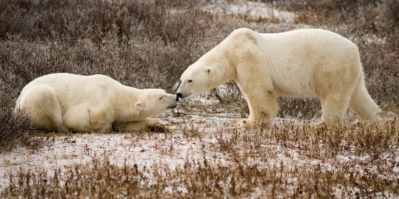 Πρόστιμο για όσους ενοχλούν τις πολικές αρκούδες στην Αρκτική - Media