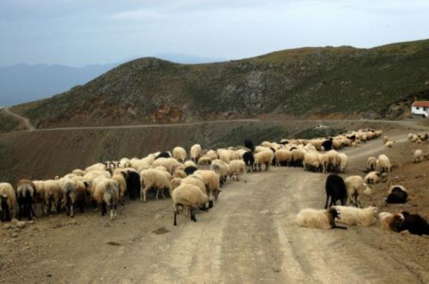 Κρήτη: Η Αστυνομία εντόπισε μετά από καταδίωξη 40 κλεμμένα… πρόβατα - Media