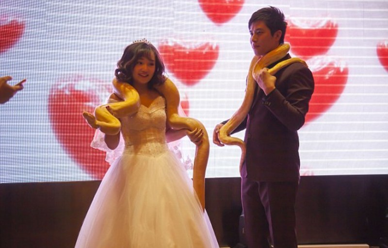 Τέλος στις βέρες: Τώρα ανταλλαγή πύθωνα στο γάμο (Video-photo) - Media