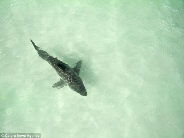 Καρχαρίας-τέρας: Έξι μέτρα μήκος, 2,5 τόνοι βάρος και... έγκυος (Photo, Video) - Media