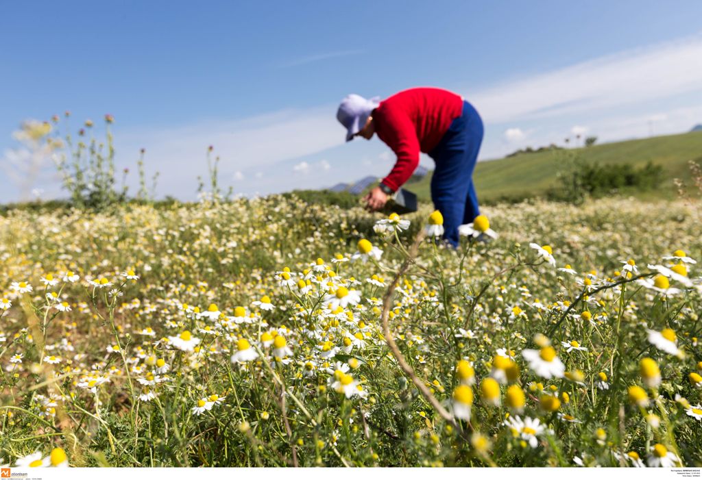 Ποια προγράμματα για αγρότες θα προκηρυχθούν μέχρι το τέλος του 2016 - Media