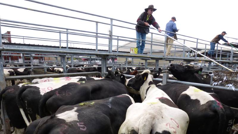 Αυστραλία: Ο πόλεμος του γάλακτος καταστρέφει τους παραγωγούς - Media