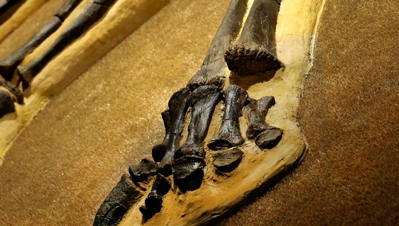 N. Αμερική: Βρέθηκαν απολιθώματα γιγάντιας χελώνας σε μέγεθος... αυτοκινήτου! (Photos/Video) - Media