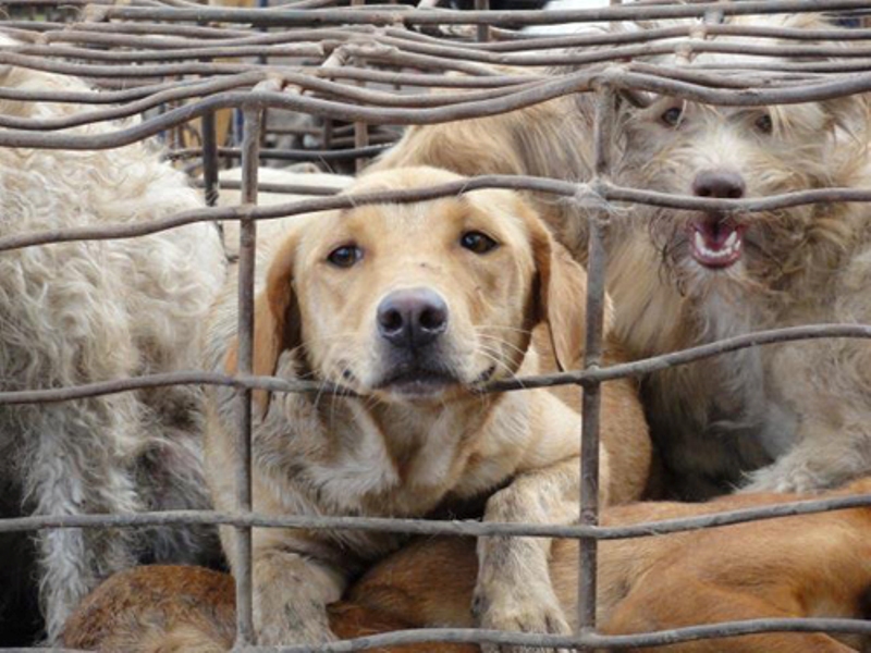 Συνεχίζονται οι κακοποιήσεις σε βάρος των ζώων στην Ελλάδα - Media