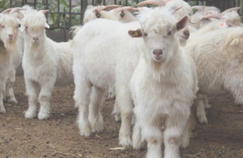 Από τα μεταλλαγμένα τρόφιμα στα μεταλλαγμένα...πουλόβερ από κασμίρ! - Media