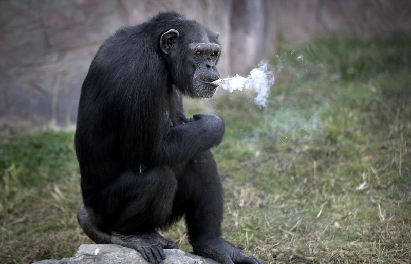 Χάλασε κι η φύση: Θεριακλής χιμπατζής σε ζωολογικό κήπο (Photos) - Media