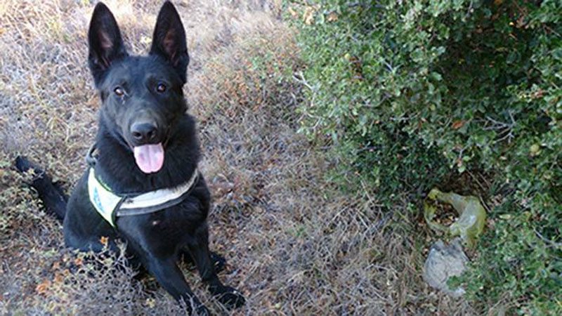 Ηράκλειο: Εκπαιδευμένοι σκύλοι «μύρισαν» περισσότερες από 100 φόλες - Media