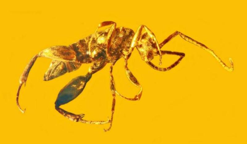 Βρέθηκε έντομο-«φρανκενστάιν»: Έχει χαρακτηριστικά ακρίδας, μυρμηγκιού, κατσαρίδας και σφήκας (Photos) - Media