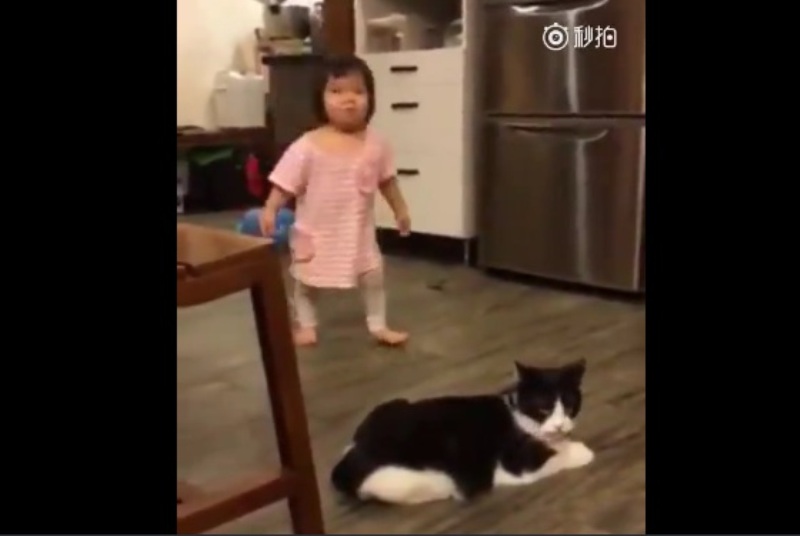 Ξεκαρδιστικό βίντεο που έγινε viral: Γάτα έβαλε τρικλοποδιά σε… κοριτσάκι (Video) - Media