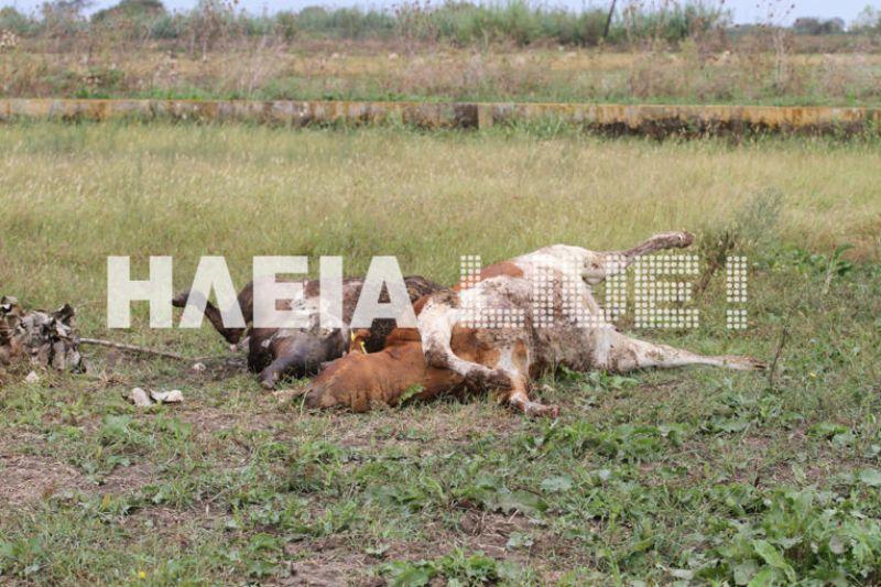 Ηλεία: Κεραυνός σκότωσε… αγελάδες  - Μεγάλες οι ζημιές από την κακοκαιρία (Photos) - Media