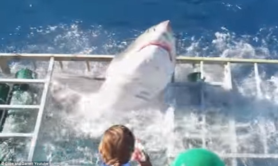 Θρίλερ: Πήγε να μελετήσει καρχαρίες και παγιδεύτηκε με έναν σε κλουβί! (Video) - Media