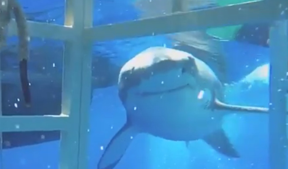Νέο συγκλονιστικό βίντεο από την εισβολή καρχαρία σε κλουβί δύτη - Media