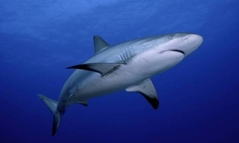 Σπουδαία ανακάλυψη: Επιστήμονες εντόπισαν το πρώτο έμβρυο καρχαρία με δυο κεφάλια (Photo) - Media