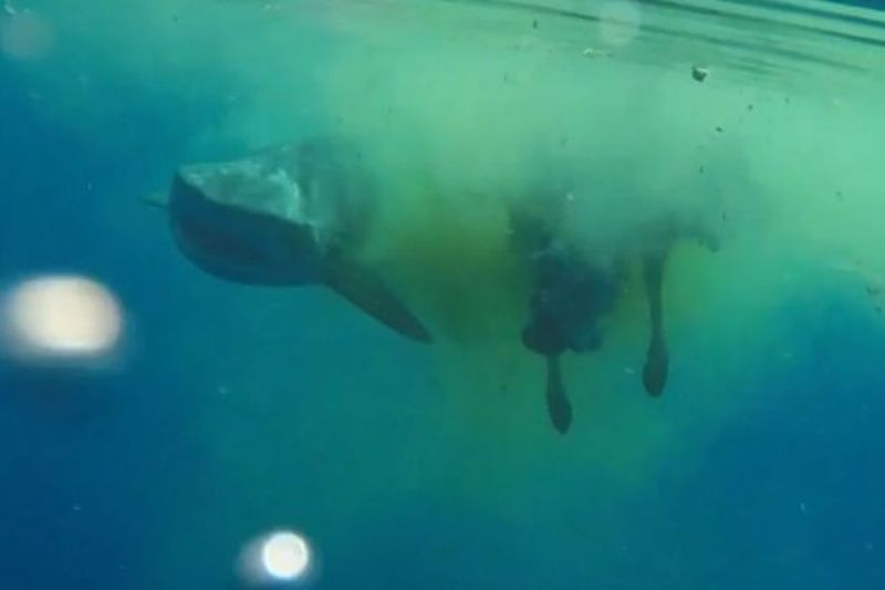 Απίστευτο: Καρχαρίας τρώει αγελάδα στον Ινδικό Ωκεανό (Video) - Media