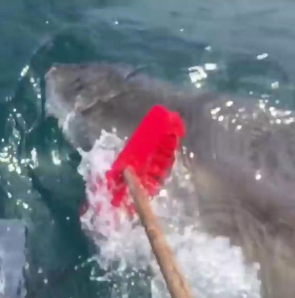 Γενναίος ψαράς αντιμετώπισε έναν καρχαρία κρατώντας μια σκούπα και … κέρδισε (Video) - Media