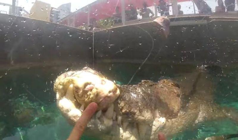 Κροκόδειλος πιάστηκε στα πράσα με ένα γουρούνι στο στόμα του (Photos-Video) - Media