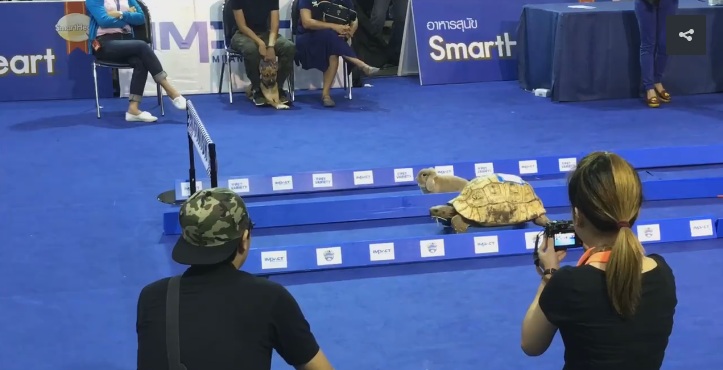 Ποιος στην πραγματικότητα είναι ο νικητής στον αγώνα του «λαγού και της χελώνας»; (Video) - Media