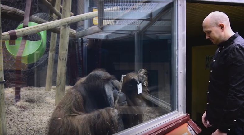 Ο ουρακοτάγκος που προσπαθεί να γίνει… ταχυδακτυλουργός! (Video) - Media