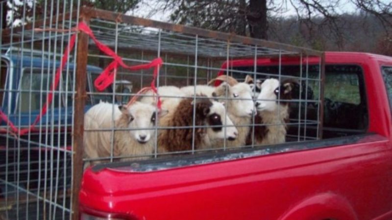 Ρέθυμνο: Μετέφεραν 9 κλεμμένα πρόβατα σε καρότσα αγροτικού - Media