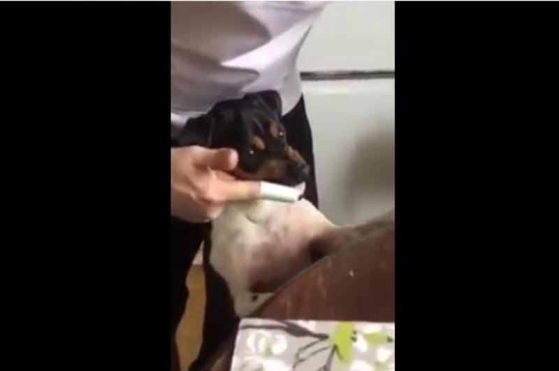 Ο σκύλος που «βουρτσίζει» τα δόντια του (Video) - Media