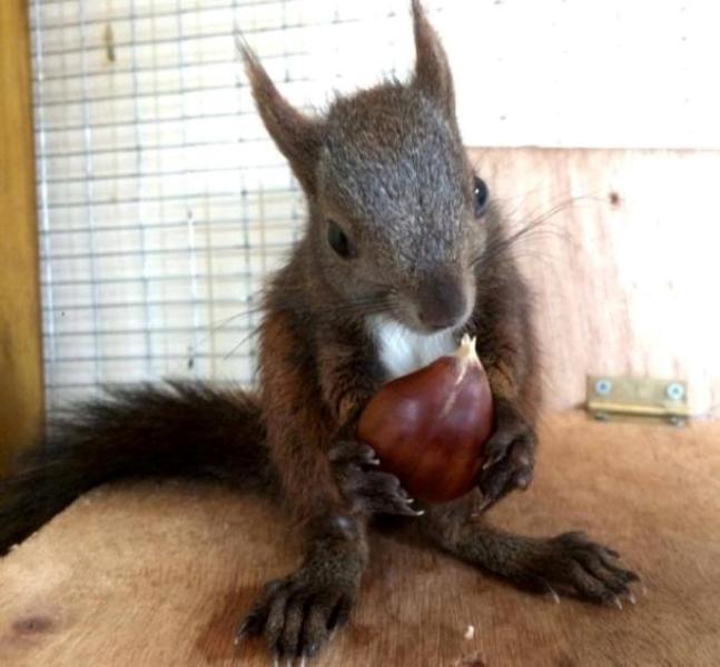 Θεσσαλονίκη: Πίσω στη φύση το σκιουράκι που είχε βρεθεί τραυματισμένο  - Media